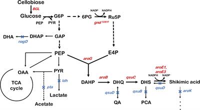 Metabolic Engineering of Shikimic Acid-Producing Corynebacterium glutamicum From Glucose and Cellobiose Retaining Its Phosphotransferase System Function and Pyruvate Kinase Activities